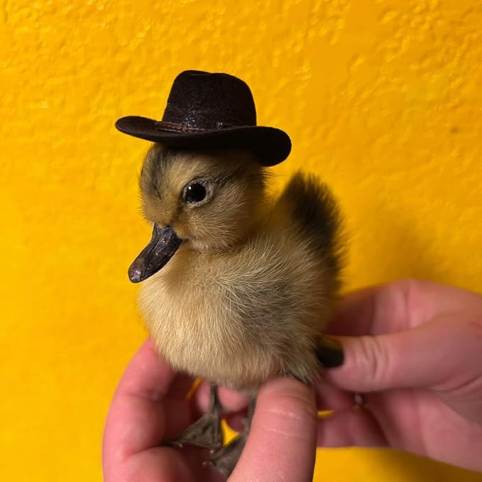 Dollhouse Cowboy Hat, Miniature Cowboy Hat, 1:6 Scale Miniature Soft Cowboy, Mini Hat, Brown/Black, American Old West Hat, for Dollhouse Craft Supplies (2PCS) (Black)