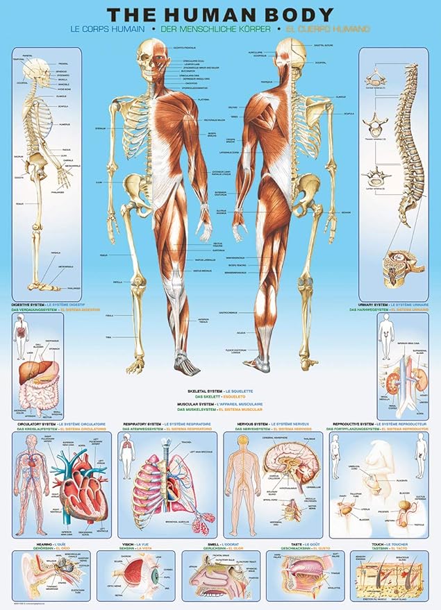 EuroGraphics Human Body Puzzle (1000-Piece)