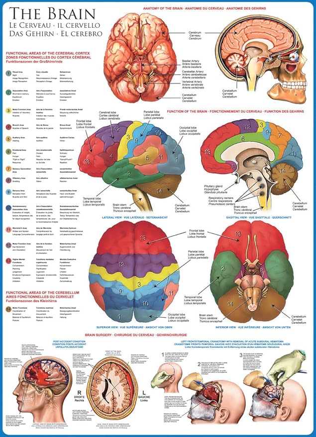 EuroGraphics Human Body (The Brain) 1000 Piece Puzzle