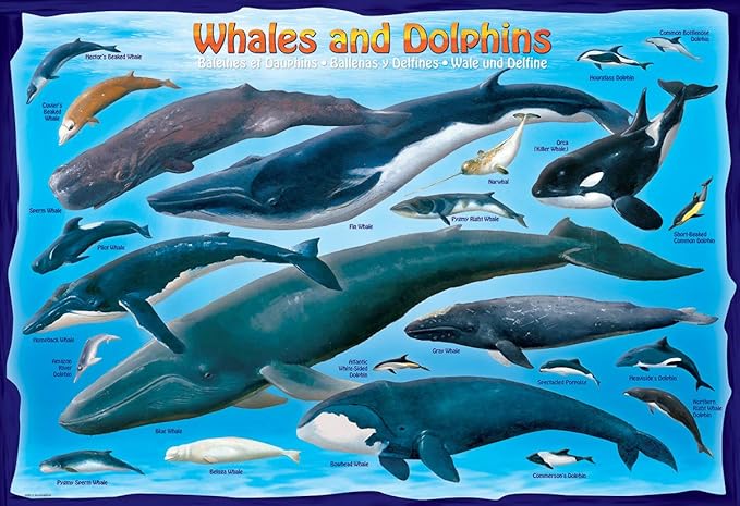 Whales & Dolphins 100 Piece Jigsaw Puzzle