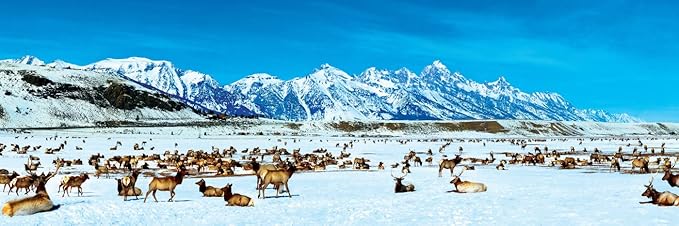 MasterPieces - 1000 Piece Jigsaw Puzzle, Elk Refuge Panoramic, Fun for Adults, Family, Kids 13"x39"