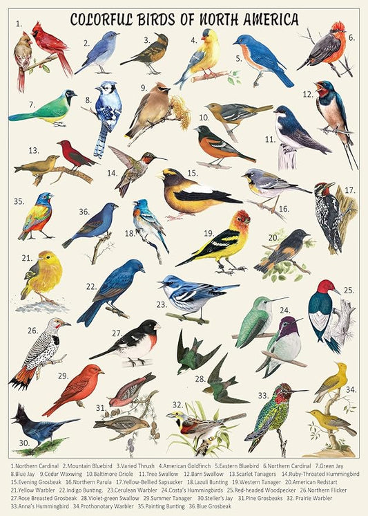 Vintage Bird Puzzles for Adults 1000 Pieces, Animal Hummingbird Puzzle of 36 Colorful Birds in North America, Bird Jigsaw Puzzles Nature