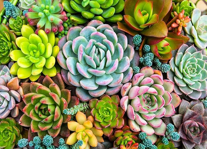 HUADADA Jigsaw Puzzles for Adults 1000 Pieces, Succulents Interlock Perfectly No Dust, Home Decors Family Challenge Toys for Men Women Elders Seniors (27.5"x19.6"), 1:1 Poster