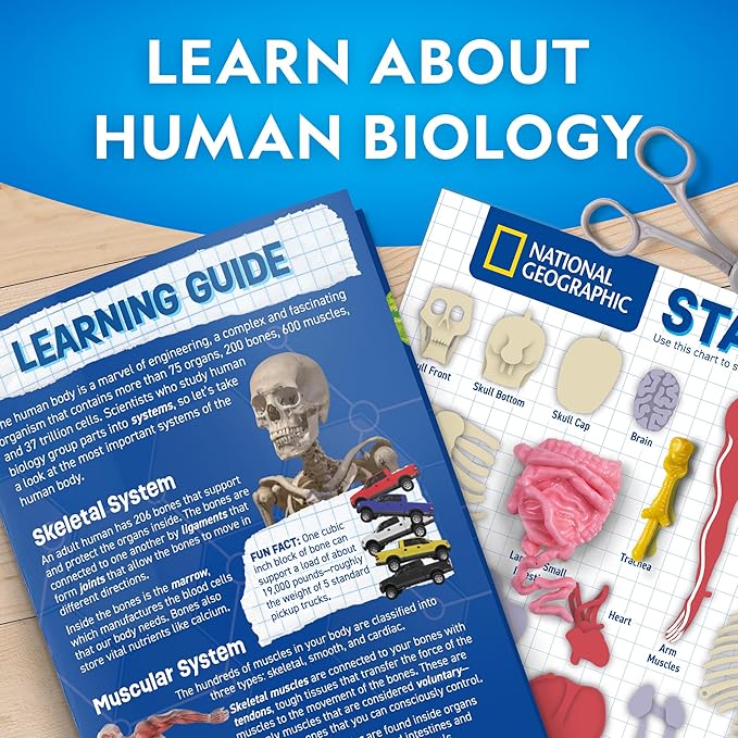 NATIONAL GEOGRAPHIC Glow in The Dark Human Body - Human Body Model for Kids with 28 Removable Bones & Organs, Educational Science Kit, Interactive Anatomy Toys for Boys & Girls