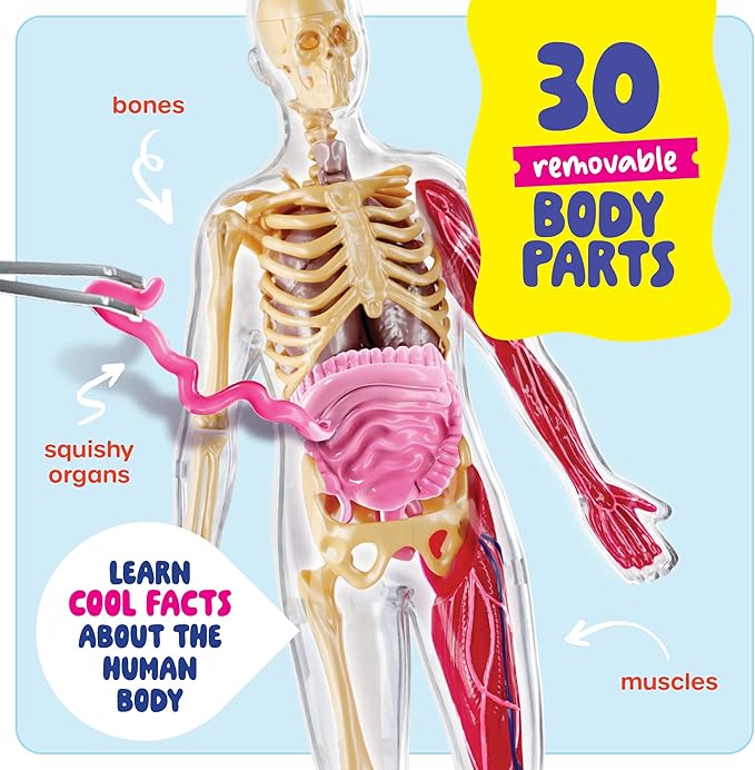 Dan&Darci Human Anatomy Squishy Body Model - Science Kits for Kids Ages 4-8 - STEM Toys for 4 5 6 7 8 Year Old Boy Birthday Gift - Learning Educational Toys for Ages 5-7 Boys Gifts - Skeleton Parts